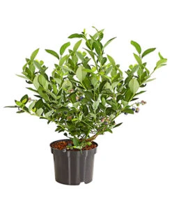 Neue Produkte -Blumen Geschaft 7665508 PR FS 003 GourmetGartenHeidelbeereSpartan3LiterDehnerExpressHerzig