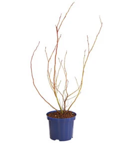 Dehner Gourmet Garten Heidelbeere 'Spartan' -Blumen Geschaft 7665508 WE FS 001 GGHeidelbeereSparten3L