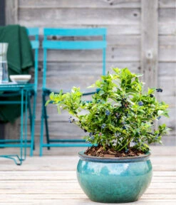 Dehner Gourmet Garten Heidelbeere 'Spartan' -Blumen Geschaft 7665508 WE MO HeidelbeereSpartan