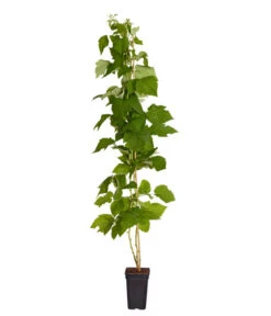 Neue Produkte -Blumen Geschaft 7666662 PR FS 002 Himbeere HomeCaneDehnerExpressZS