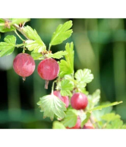 Stachelbeere 'Hinnonmäki', Stämmchen -Blumen Geschaft 7668494 PR DE 001 StachelbeereHinnomaekiPixabay