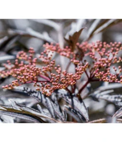 Holunder 'Black Lace'