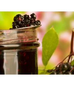 Holunder 'Black Lace' -Blumen Geschaft 7670896 WE MO 003 Holunder