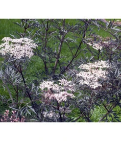 Holunder 'Black Lace' -Blumen Geschaft 7670896 WE MO 004 HolunderBlackLace