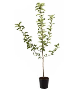 Winterapfel 'Jonagold' -Blumen Geschaft 7691645 PR FS 001 ApfelJonagoldMalusBusch95LiterDehnerExpressZS