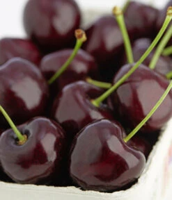 Süßkirschen-Duo 'Kordia/Burlat' -Blumen Geschaft 7703143 PR DE 001 KirscheKordiaDehnerExpressZS