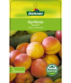 Aprikose 'Kuresia' -Blumen Geschaft 7704158 AprikoseKuresia Etikett 1