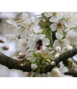 Süßkirsche 'Merchant' -Blumen Geschaft 7710205 PR DE 002 PrunusSuesskirscheMerchantPixabay