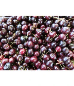 Süßkirsche 'Merchant' -Blumen Geschaft 7710205 WE MO 002 KirscheMerchantPixabay