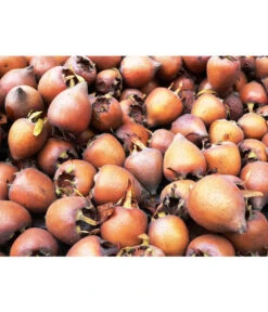 Mispel -Blumen Geschaft 7711088 WE MO 001 MispelMespilusPixabay