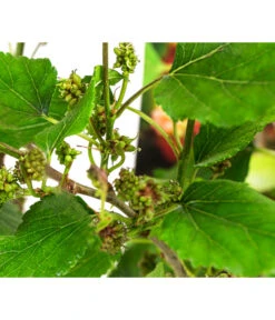 Maulbeere 'Mojo Berry' -Blumen Geschaft 7714579 WE DE 011 MorusMojoBerrieMaulbeereT13