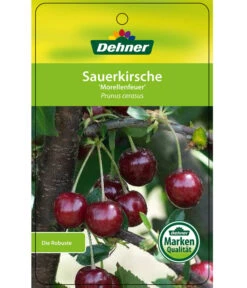 Sauerkirsche 'Morellenfeuer' -Blumen Geschaft 7714728 SauerkirscheMorellenfeuer Etikett 1