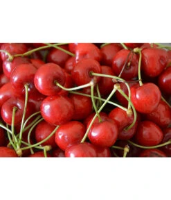 Sauerkirsche 'Morellenfeuer' -Blumen Geschaft 7714728 WE MO 001 SauerkirscheMorellenfeuerPixabay