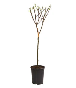 Neue Produkte -Blumen Geschaft 7723950 WE FS 001 ZwergapfelObstZwergeKidsDehnerExpressHerzig