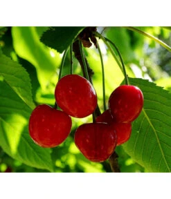 Neue Produkte -Blumen Geschaft 7724016 PR FS 001 PrunusZwergsauerkirschePixabay