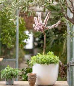 Zwergpfirsich 'Amber Pix Zee' -Blumen Geschaft 7728744 WE MO 001 ZwergPfirsich