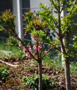 Zwergpfirsich 'Amber Pix Zee' -Blumen Geschaft 7728744 WE MO 003 ZwergpfirsichBauer