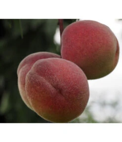 Zwergpfirsich, Rotlaubig -Blumen Geschaft 7728819 PR DE 001 PrunusPfirsichRubiraPixabayx 1