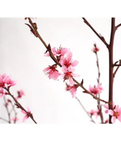 Pfirsich 'Rubira', Rotblättrig -Blumen Geschaft 7728819 WE DE 001 PfirsichRotblaettrigDehnerExpressHerzig