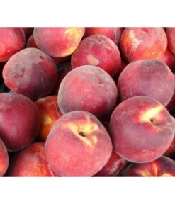 Dehner Pfirsich 'Red Haven'
