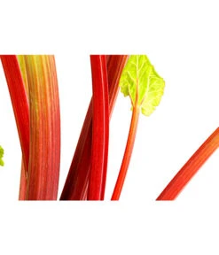 Dehner Gourmet Garten Himbeer-Rhabarber -Blumen Geschaft 7736028 PR DE 002 RhabarberHimbeere2LiterDehnerExpressHerzig