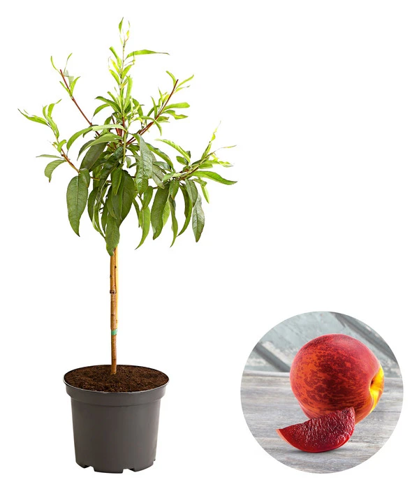 Blutnektarine 1 Blutnektarine