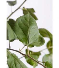 Winterapfel 'Roter Boskoop' -Blumen Geschaft 7745409 PR DE 001 ApfelRoterBoskoopMalusBusch95LiterDehnerExpressZS