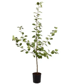 Winterapfel 'Roter Boskoop' -Blumen Geschaft 7745409 PR FS 001 ApfelRoterBoskoopMalusBusch95LiterDehnerExpressZS