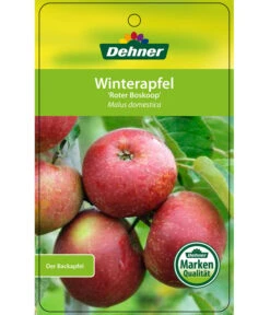 Winterapfel 'Roter Boskoop' -Blumen Geschaft 7745409 WinterapfelRoterBoskoop Etikett 1