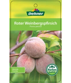 Dehner Pfirsich 'Roter Weinbergpfirsich' -Blumen Geschaft 7745607 RoterWeinbergpfirsich Etikett 1