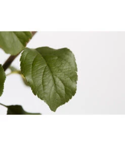 Herbstapfel 'Rubinola' -Blumen Geschaft 7747165 PR DE 001 ApfelRubinolaMalusBusch95LiterDehnerExpressZS