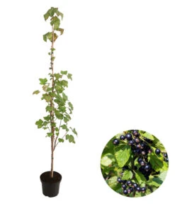 Schwarze Säulenjohannisbeere