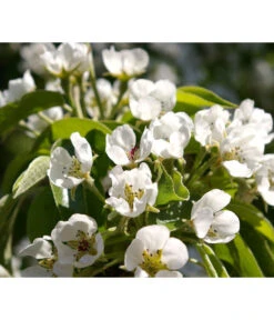 Säulenbirne 'Obelisk' -Blumen Geschaft 7754989 PR DE 002 PyrusBirneSaeulenbirneObeliskPixabay