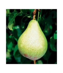 Säulenbirne 'Condo' -Blumen Geschaft 7754997 BildFS 001 SaeulenbirneCondoSaeulenbirneCondoS