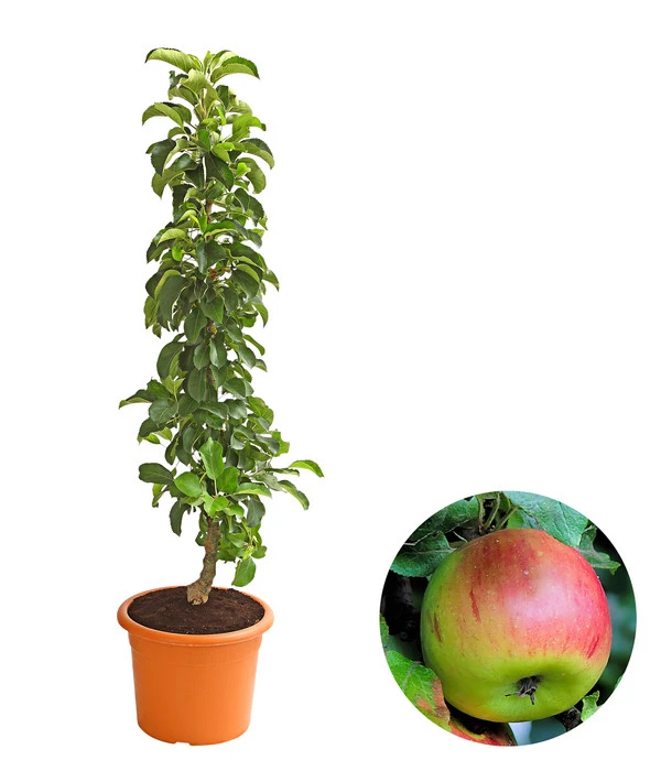 Säulenapfel 'Sonate' 1 Säulenapfel 'Sonate'