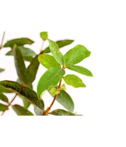 Maibeere -Blumen Geschaft 7756448 PR DE 003 SibirischeBlaubeerePolina3LiterDehnerExpressHerzig