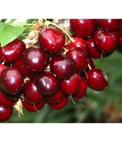 Süßkirsche 'Sunburst' -Blumen Geschaft 7760614 PR MO 001 KirscheSunburst