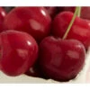 Süßkirsche 'Sunburst'