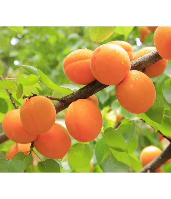 Aprikose 'Ungarische Beste' 3 Aprikose 'Ungarische Beste' – Bild 3