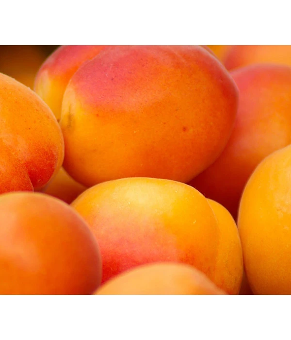 Aprikose 'Ungarische Beste' 1 Aprikose 'Ungarische Beste'