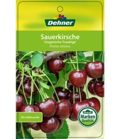 Sauerkirsche 'Ungarische Traubige', Busch -Blumen Geschaft 7769813 SauerkirscheUngarischeTraubige Etikett 1