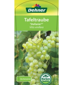 Tafeltraube 'Stefanie' -Blumen Geschaft 7773278 TafeltraubeStefanie Etikett 1