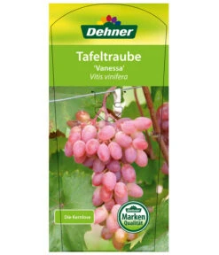 Tafeltraube 'Vanessa' -Blumen Geschaft 7773732 TafeltraubeVanessa Etikett1