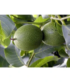 Moselaner Walnuss Klon 120 -Blumen Geschaft 7776800 WE DE GeisenheimerWalnussKlon120Pixabay