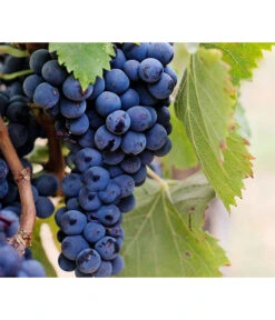 Dehner Gourmet Garten Tafeltraube 'Muscat Blue' -Blumen Geschaft 7779101 PR DE 002 VitisWeintraubenMuscatBleuPixabay