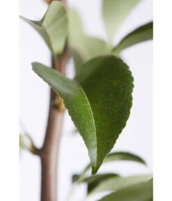 Birnen-Duo 'Williams Christ/Conference' -Blumen Geschaft 7780646 PR DE 001 BirneGuteLuiseWilliamChristDuo95LiterDehnerExpressZS