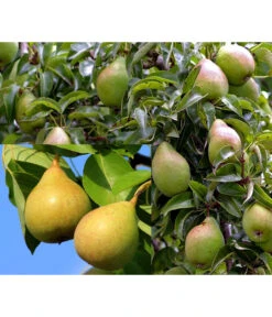 Birnen-Duo 'Williams Christ/Conference'