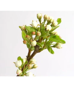 Birnen-Duo 'Williams Christ/Conference' -Blumen Geschaft 7780646 WE DE 001 BirneBirnenDuoWCGLDehnerExpressHerzig