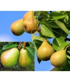 Birnen-Duo 'Williams Christ/Vereinsdechant'