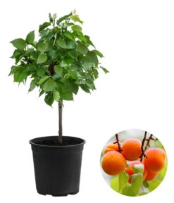 Zwergaprikose 'Orange Beauty'